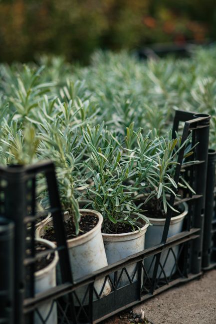 Sivka (levandula)