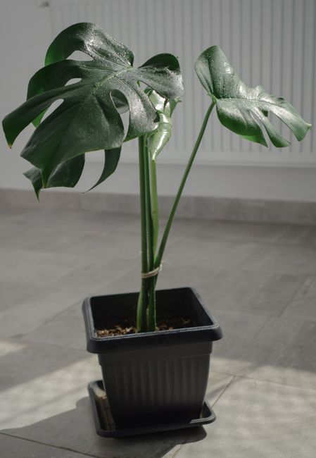 Monstera deliciosa