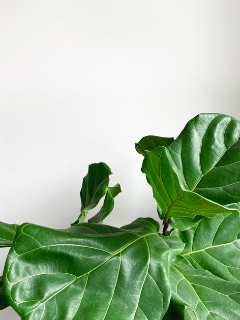Ficus lyrata