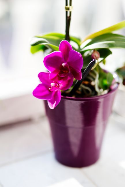 Orhideja Phalaenopsis